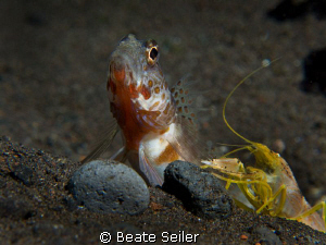 The gobi and the Blind shrimp , taken with Canon G10 and ... by Beate Seiler 